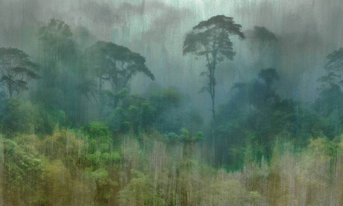 Fototapeta amazońska dżungla Tecnografica 83523-3 YAGE AFRICA GREEN