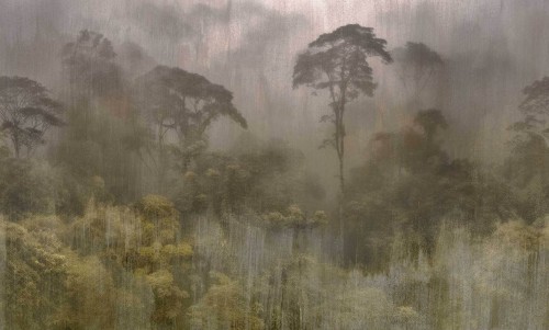 Fototapeta amazońska dżungla Tecnografica 83523-4 YAGE SEPI