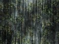 Fototapeta pnącza bluszczu Wallcraft Sherra 895312401