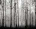 Fototapeta zamglony brzozowy las Rebel Walls R18847 Birch Fog Black White Mystic Shades