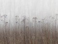 Fototapeta jesienna łąka Rebel Walls R18853 Autumn Haze Beige Mystic Shades