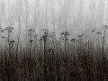 Fototapeta jesienna łąka Rebel Walls R18854 Autumn Haze Black White Mystic Shades
