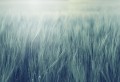 Fototapeta pola zbóż Rebel Walls R18862 Rye Field Tuquoise Mystic Shades