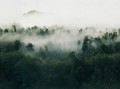 Fototapeta zamglony las Rebel Walls R18864 Misty Woodland Green Mystic Shades