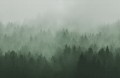 Fototapeta las we mgle Rebel Walls R18866 Cloudy Forest Green Mystic Shades