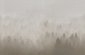 Fototapeta las we mgle Rebel Walls R18867 Cloudy Forest Beige Mystic Shades