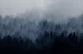 Fototapeta las we mgle Rebel Walls R18868 Cloudy Forest Blue Mystic Shades