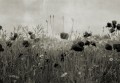 Fototapeta polne kwiaty maki Rebel Walls R18870 Poppy Field Vintage Mystic Shades