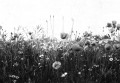 Fototapeta polne kwiaty maki Rebel Walls R18871 Poppy Field Black White Mystic Shades