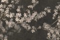 Fototapeta kwitnące gałęzie jabłoni Rebel Walls R18872 Apple Blossom Dark Mystic Shades