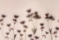 Fototapeta graficzne kwiaty Rebel Walls R18883 Astrantia Pink Mystic Shades