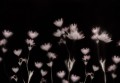 Fototapeta graficzne kwiaty Rebel Walls R18884 Astrantia Dark Mystic Shades