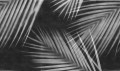 Fototapeta palmowe liście Rebel Walls R18889 Palm Gaze Black White Mystic Shades