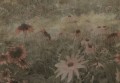 Fototapeta polne kwiaty w stylu vintage Rebel Walls R20174 Dreamy Rudbeckia Pink Mystic Shades