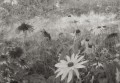 Fototapeta polne kwiaty w stylu vintage Rebel Walls R20175 Dreamy Rudbeckia Black White Mystic Shades