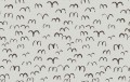 Fototapeta ptaki Rebel Walls R20624 Bird Brown Fine Little Day