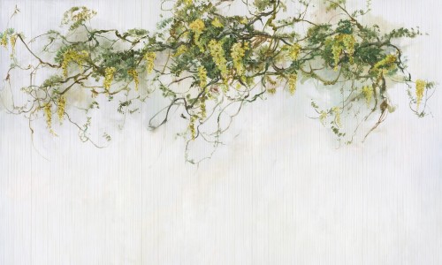 Fototapeta roślinne pnącza wisterii Wonderwall Pastorale 35056900