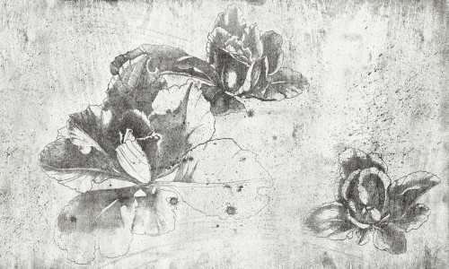 Fototapeta szkic kwiatów Wonderwall Laura 35077400