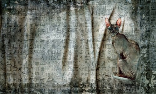 Fototapeta kot sfinks Wonderwall Raquel 35045204