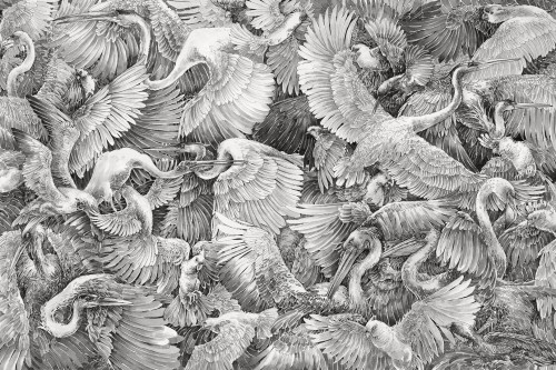 Fototapeta egzotyczne ptaki Lorenso TPA 0224 0064 02 Paravis