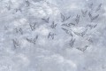 Fototapeta jaskółki Lorenso TPA 0524 0087 02 Avian