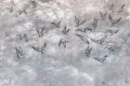 Fototapeta jaskółki Lorenso TPA 0524 0087 03 Avian
