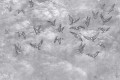 Fototapeta jaskółki Lorenso TPA 0524 0087 04 Avian