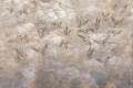 Fototapeta jaskółki Lorenso TPA 0524 0087 06 Avian