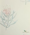 Tapeta kwiaty Sanderson 216330 Art of the Garden