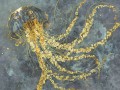 Fototapeta meduza Wallcraft Albina 1010 33 2402