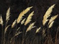 Fototapeta kłosy zbóż Wallcraft Verina 1000 31 2402