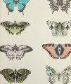 Tapeta Harlequin 111079 Amazilia