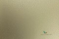 Tapeta Cole & Son 107/9041 Goldstone Curio