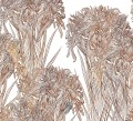 Fototapeta nowoczesne kwiaty Wall&Deco WDLI2501 Lilly Contemporary 2025