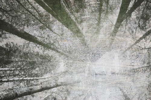 Fototapeta wierzchołki drzew Instabilelab From Below 03 Memories