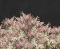 Fototapeta kwiaty bzu Rebel Walls R20920 Syringa Flowers Black Hot Pops