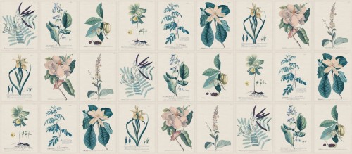 Fototapeta botaniczna vintage Sandberg S10589 Flora Blue Herbarium