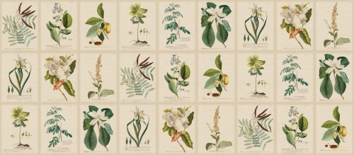 Fototapeta botaniczna vintage Sandberg S10598 Flora Green Herbarium