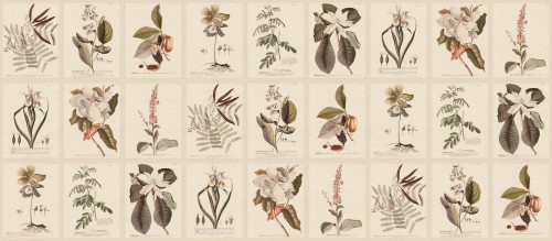 Fototapeta botaniczna vintage Sandberg S10599 Flora Sepia Herbarium