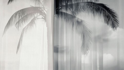 Fototapeta subtelna palma London Art 25002-03 Soft Meridian Exclusive Wallpaper 2025