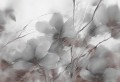 Fototapeta romantyczne kwiaty London Art 25005-02 Le Jardin Secret Des Reves Exclusive Wallpaper 2025