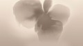 Fototapeta abstrakcyjny kwiat London Art 25007-01 Petal Glow Exclusive Wallpaper 2025