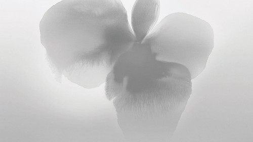 Fototapeta abstrakcyjny kwiat London Art 25007-02 Petal Glow Exclusive Wallpaper 2025