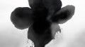 Fototapeta artystyczny kwiat London Art 25008-02 Eclipse Bloom Exclusive Wallpaper 2025