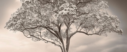 Fototapeta drzewo London Art 25014-02 The Silent Witness Exclusive Wallpaper 2025