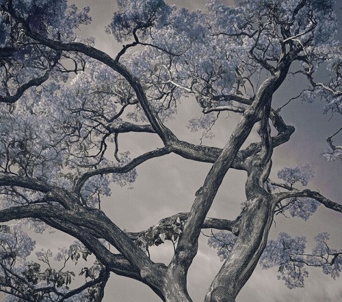 Fototapeta gałęzie drzewa London Art 25015-01 Arborescent Labyrinth Exclusive Wallpaper 2025