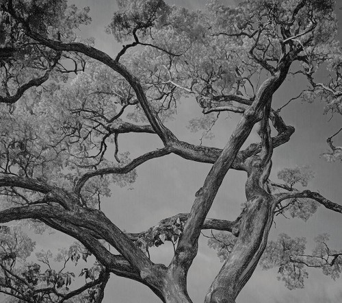 Fototapeta gałęzie drzewa London Art 25015-03 Arborescent Labyrinth Exclusive Wallpaper 2025