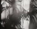 Fototapeta artystyczne palmowe liście London Art 25016-01 Linear Palms Exclusive Wallpaper 2025