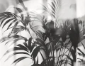 Fototapeta artystyczne palmowe liście London Art 25016-02 Linear Palms Exclusive Wallpaper 2025