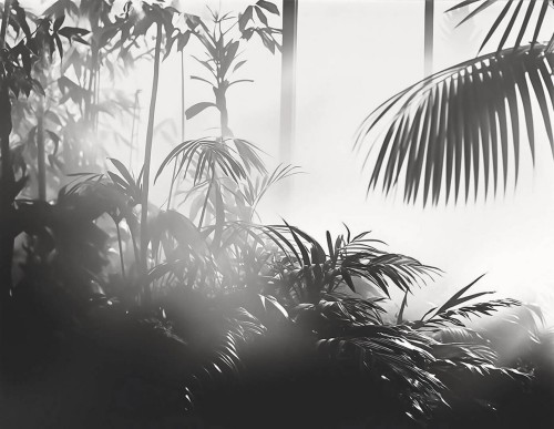 Fototapeta artystyczne palmowe liście London Art 25016-03 Linear Palms Exclusive Wallpaper 2025